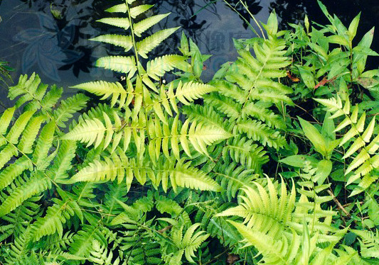 领域提 交真蕨蕨类植物生物植物