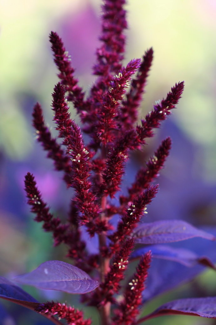 繁穗苋(植物)_技点百科
