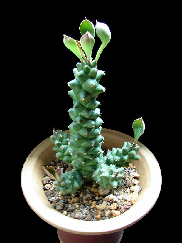 将军阁植物