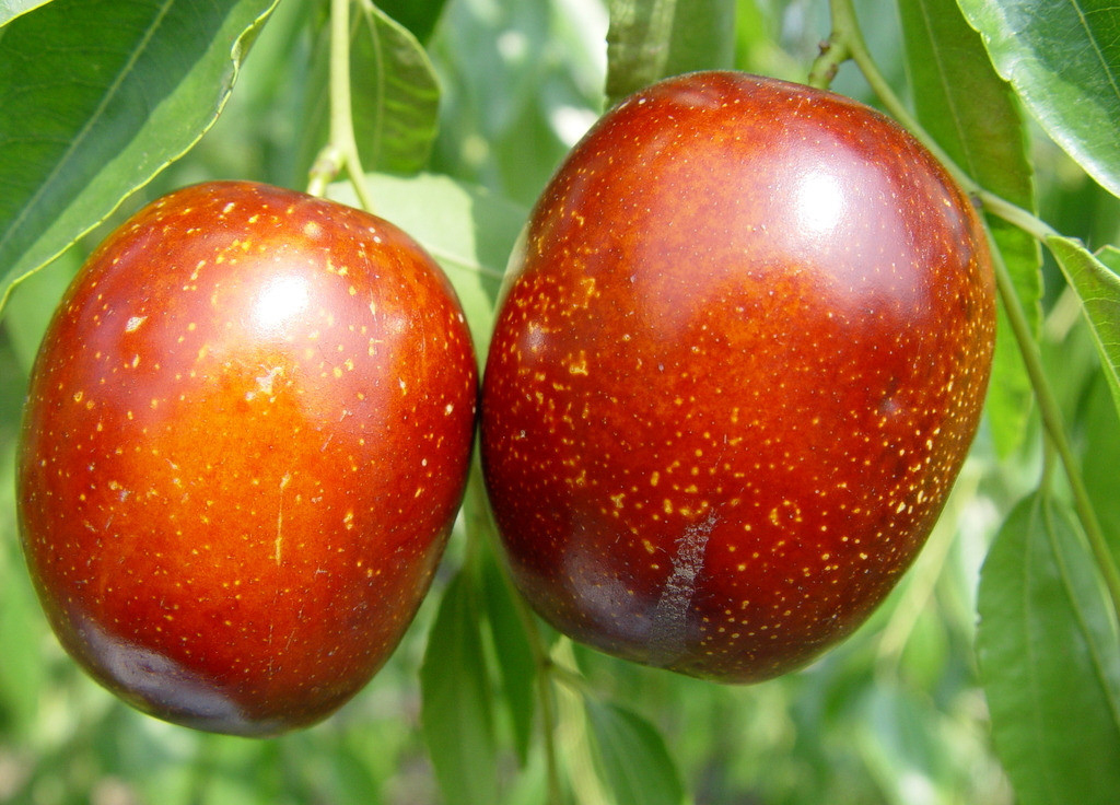 脆枣 (词条暂无分类)