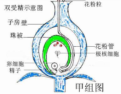 花粉管核图片