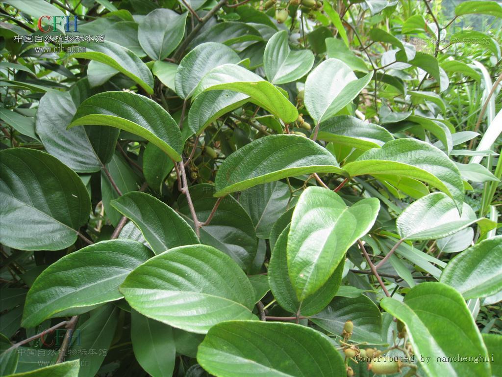 阔叶植物(植物)阔叶植物是针对针叶植物而言,针叶植物是指松柏类植物