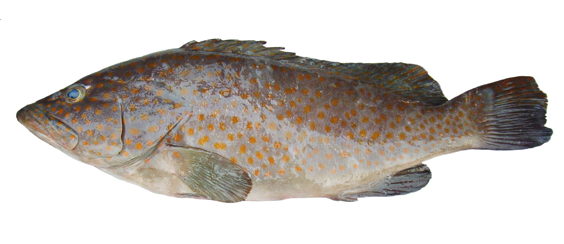 海南晨海水产有限公司 - 石斑鱼类