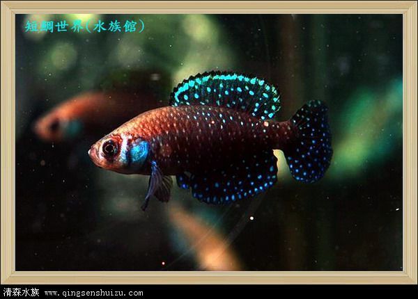 黑珍珠鳉鱼(动物)