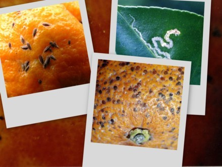 柑桔黑点蚧(动物)