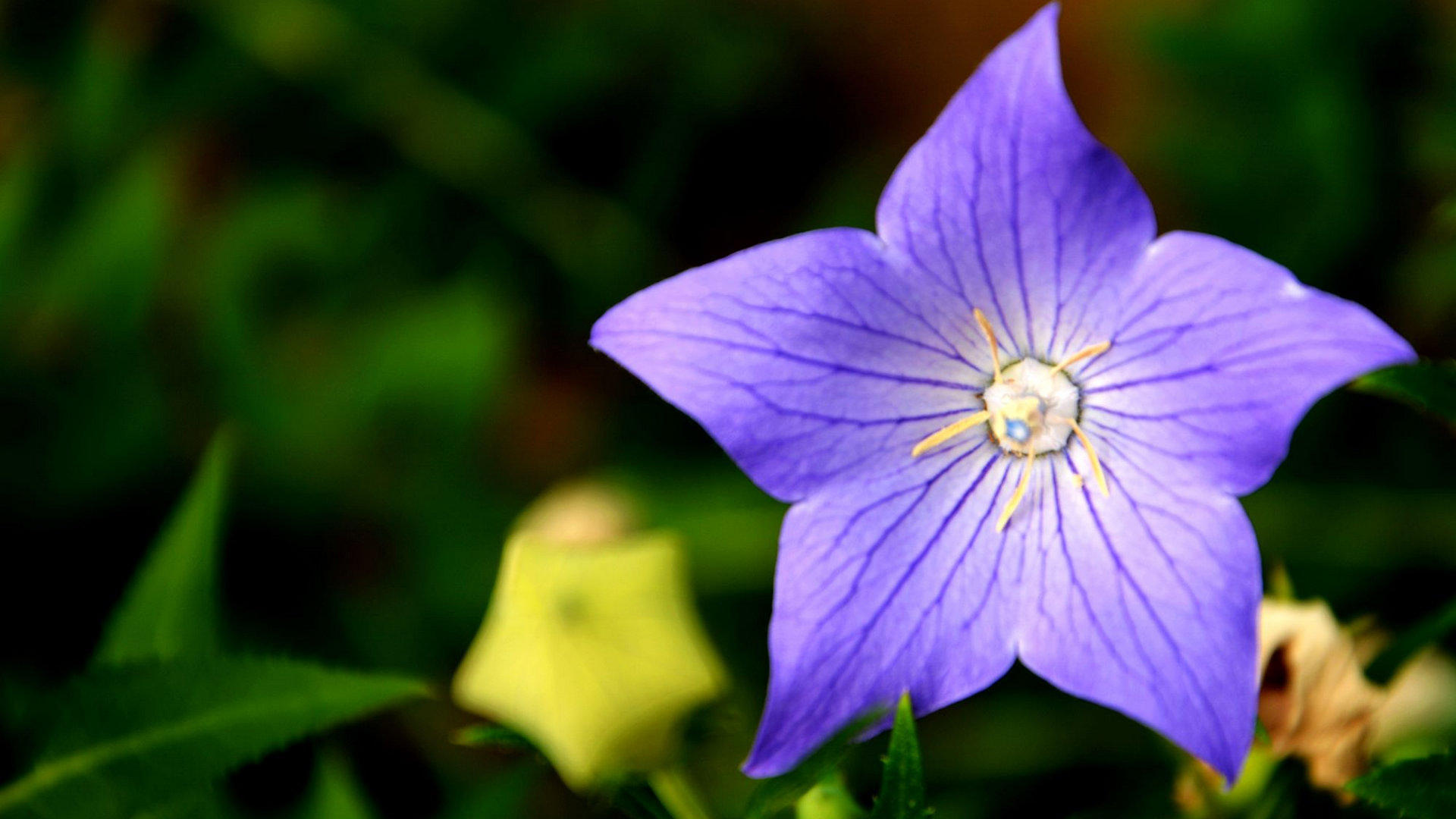 桔梗(植物)桔梗(platycodon grandiflorus),别名包袱花,铃铛花,僧帽花