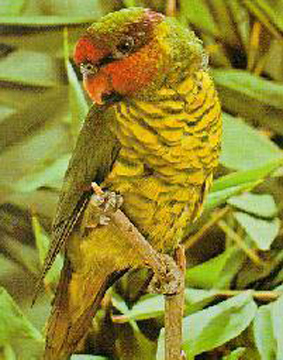 红喉绿吸蜜鹦鹉(动物)