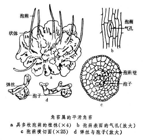 苔藓颈卵器结构图片