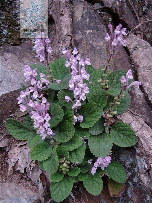 长毛韩信草(其他生物相关)