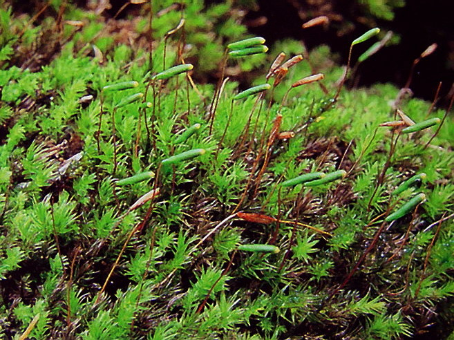 拟长蒴丝瓜藓植物