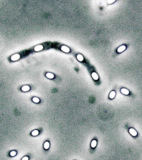 枯草芽孢杆菌电镜图片