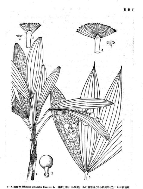 细棕竹 (植物)
