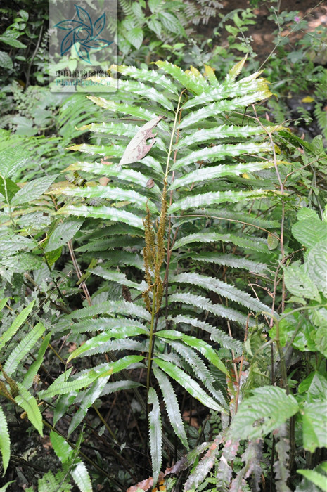 粗齿紫萁(植物)粗齿紫萁(学名:osmunda banksiifolia,为真蕨目紫萁属