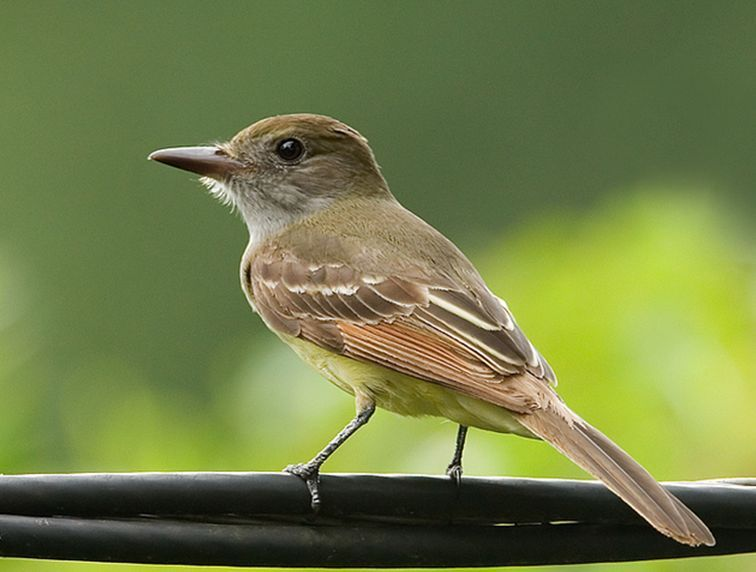 大冠蝇霸鹟 (其他生物相关)