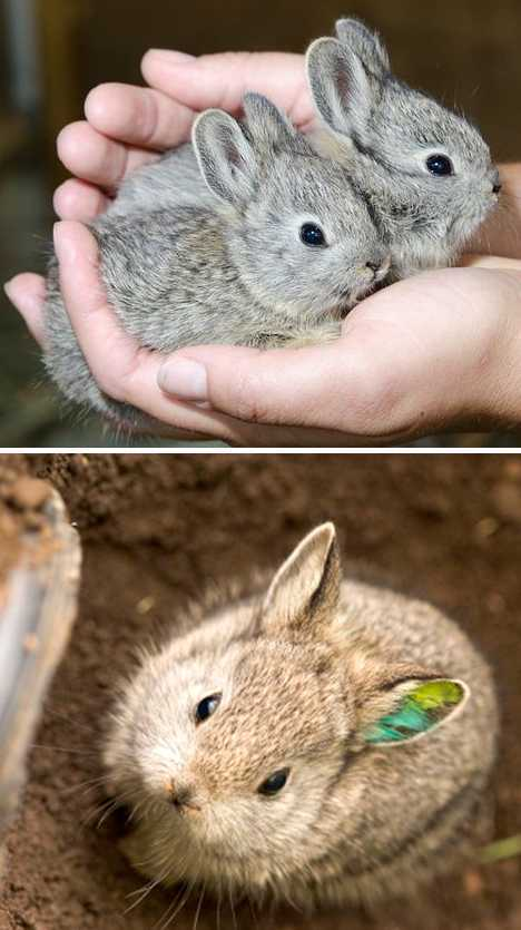 苏门答腊兔(动物)