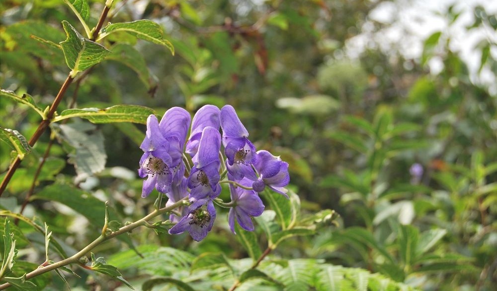 烏頭附子尖 (植物)