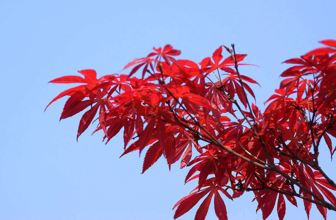 紅楓 (植物)