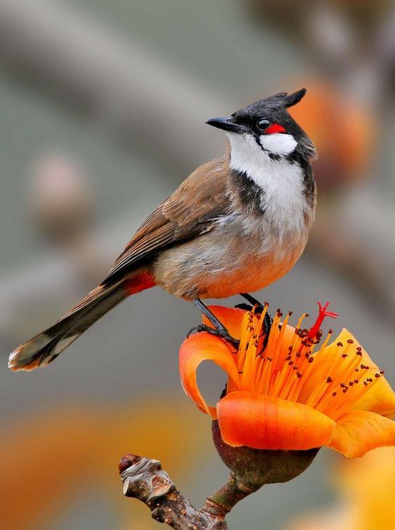 红耳鹎(动物)红耳鹎(学名:pycnonotus jocosus),是鹎科,鹎属的鸟类.