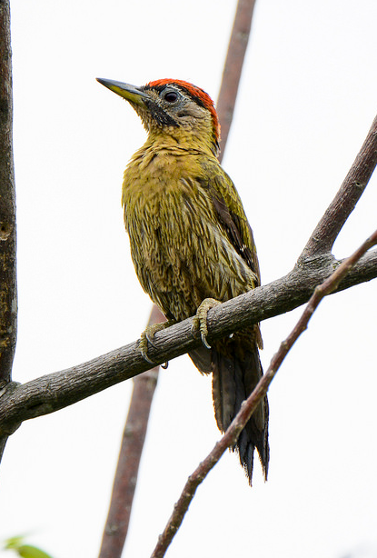 花腹啄木鸟(动物)