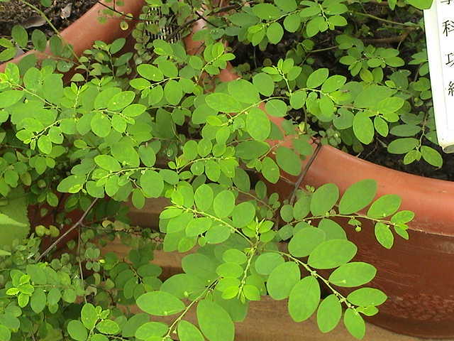 珠子草 (植物)