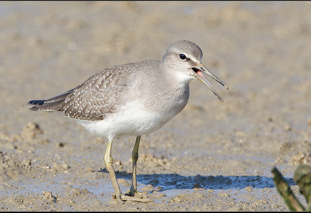 灰尾鹬(其他生物相关)灰尾鹬(学名:heteroscelus brevipes),为鹬科,漂