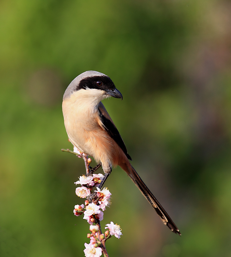 棕背伯劳(动物)