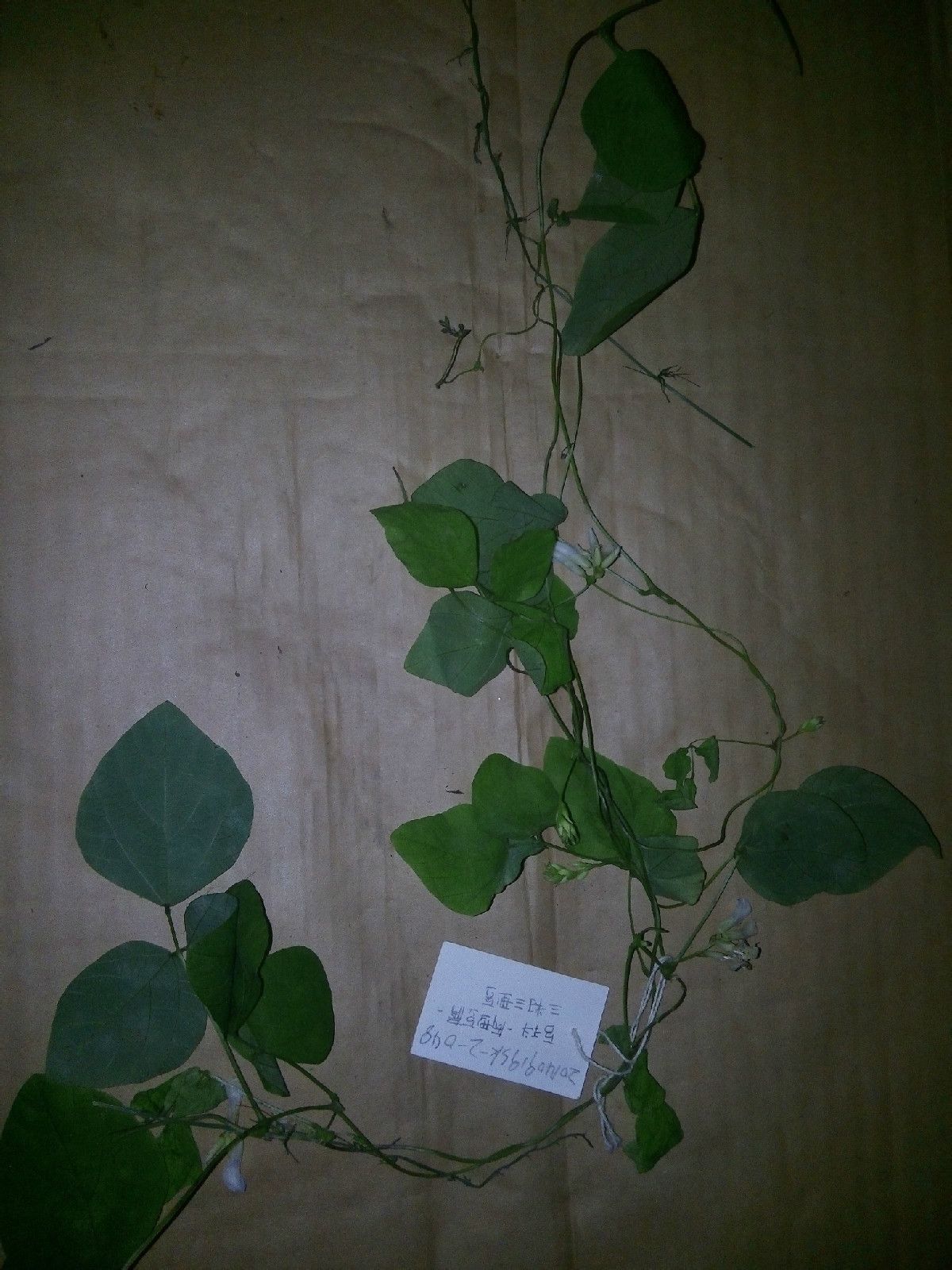 三籽两型豆(植物)