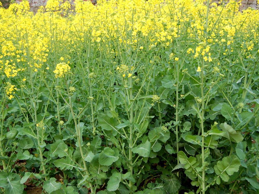 芥菜型油菜品种图片