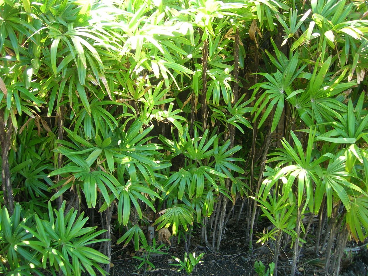 细叶棕竹 绿化 苗木 自产自销 棕竹 棕竹苗 细叶棕竹苗-阿里巴巴