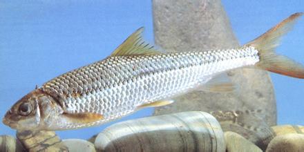 台湾颔鱼(动物)台湾颔鱼,俗称:苦花,苦偎,齐头,齐头威,泰雅族原住民叫