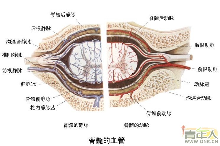 硬膜囊 结构图图片
