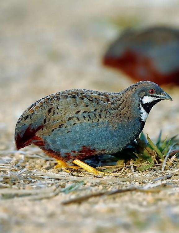 藍胸鶉(學名:coturnix chinensis)是雉科鶉屬的鳥類,體形小於普通鵪鶉