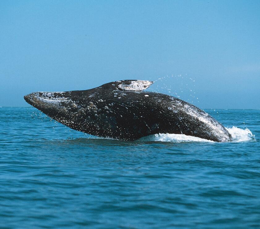 灰鲸(动物)灰鲸(学名:eschrichtiusrobustus)隶属于鲸目须鲸亚目灰鲸
