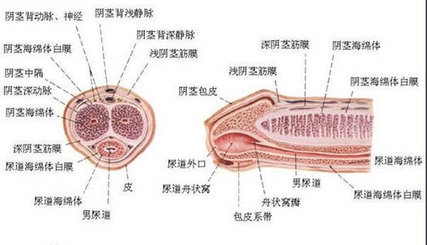 阴茎(其他)