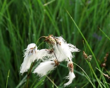 白鬃羊胡子草 (植物)