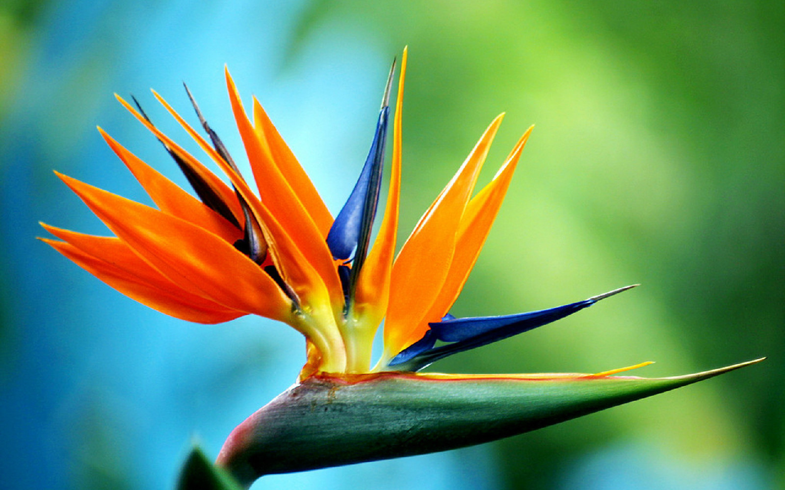 鹤望兰花 (其他生物相关)