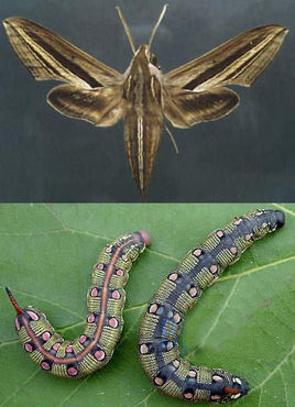 香石竹棉铃虫 (其他生物相关)