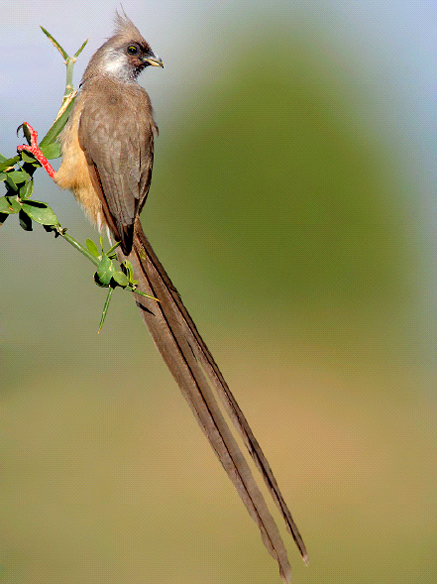 斑鼠鸟(动物)_技点百科