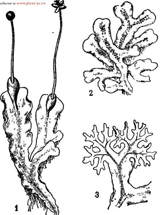 苔藓类植物简笔画图片