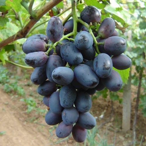 黑奥林(植物)黑奥林葡萄(blackolympia),又名黑奥林匹亚.欧美杂交种.