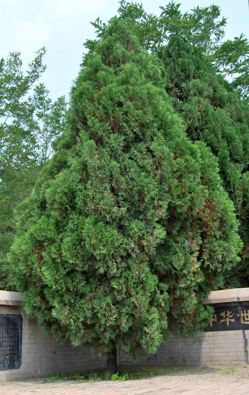 中华世纪柏(植物)