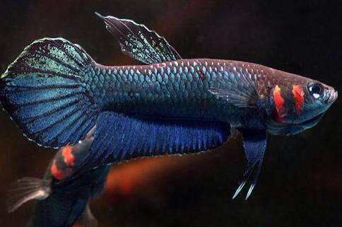 蓝战狗(动物)一种原生型斗鱼,成体雄鱼身体鳞片大部分呈金属蓝色,头被