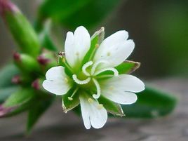 狭叶卷耳(植物)