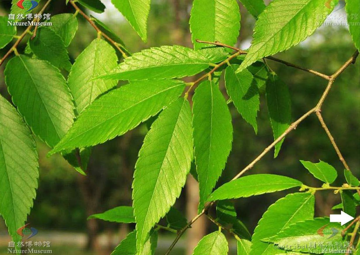 櫸屬植物