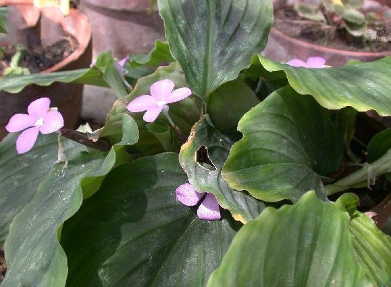 紫花山柰(植物)