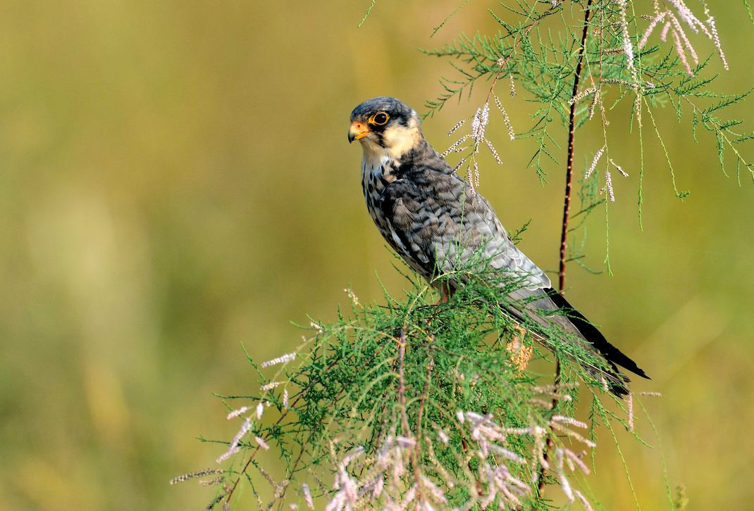 隼属其他生物相关