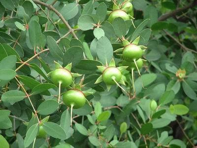 下级分类有八宝树属和海桑属.