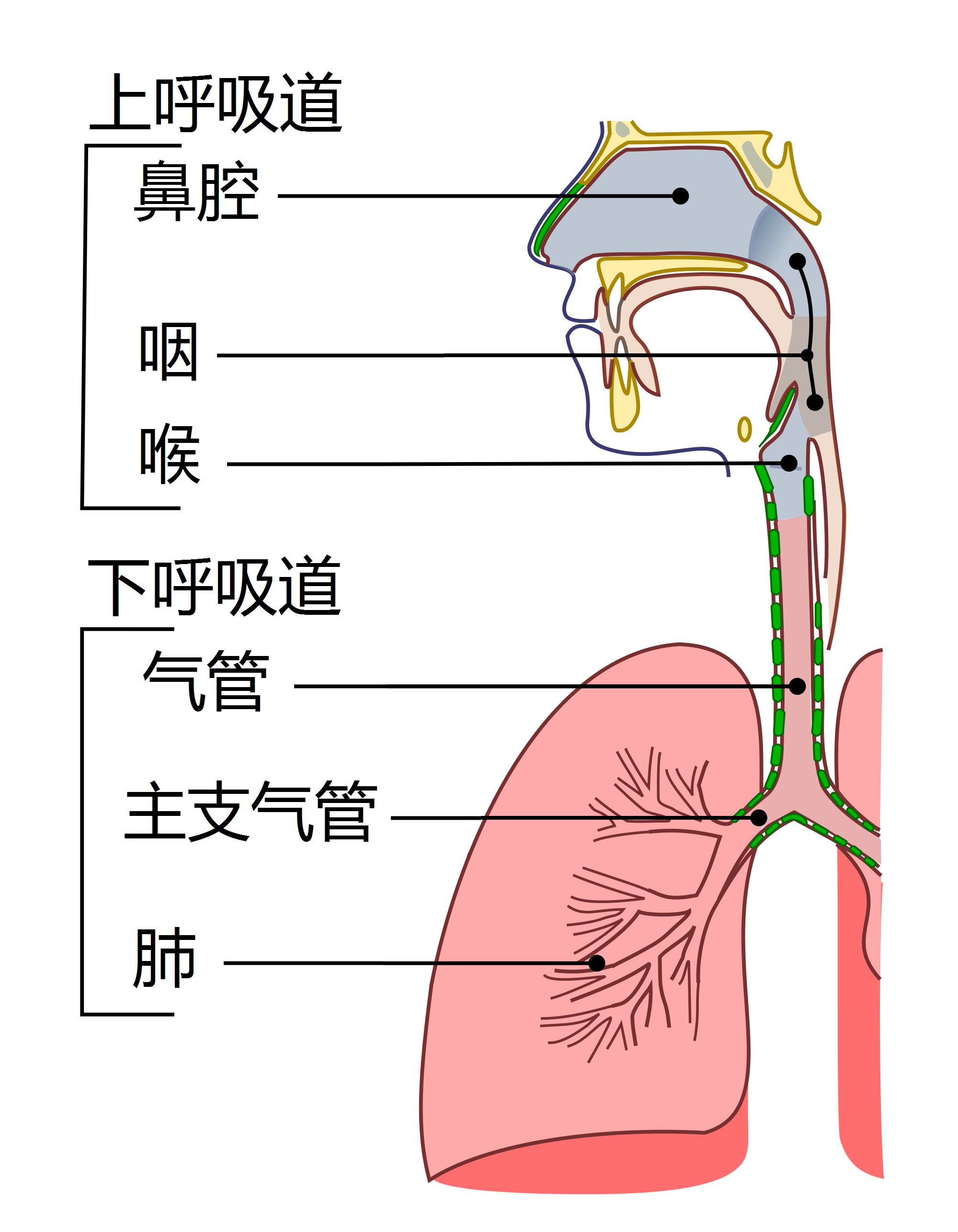 氣管,支氣管和肺部器官,合稱為下呼吸道,或稱為氣管樹.