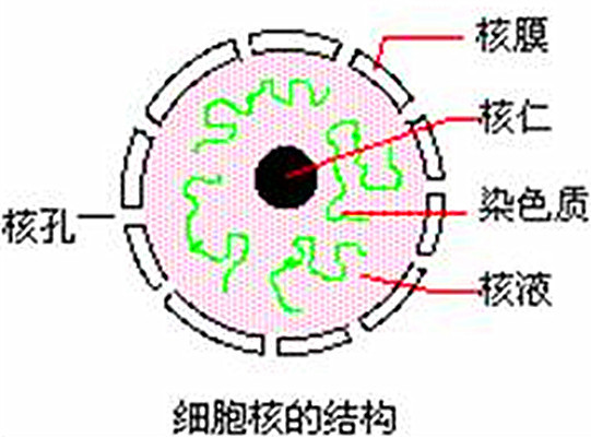 核孔复合体结构简图图片