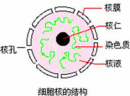 核孔复合体超微结构图片